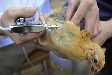 Bird flu is a highly infectious and severe respiratory disease in birds caused by the H5N1 influenza virus, which can occasionally infect humans as well.