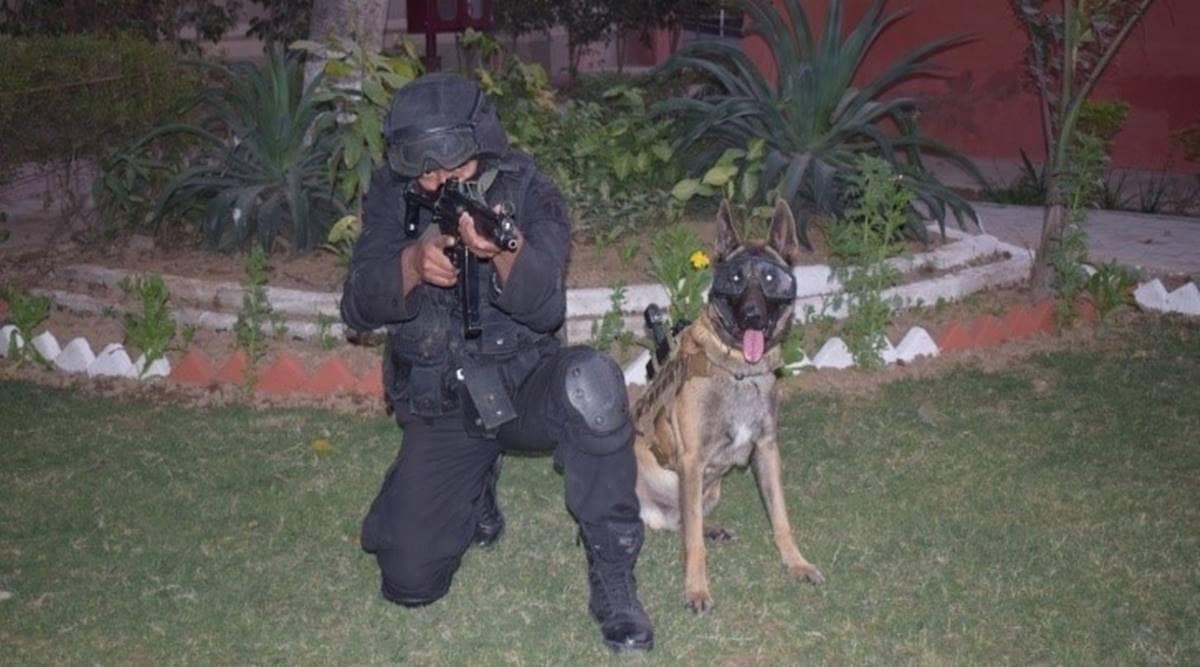 Julian Assange, who is Julian Assange, WikiLeaks, WikiLeaks, Wiki Leaks, extradition, extradition meaning, inoculation meaning, Julian Assange meaning