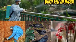 bird, bird flu news, bird flu symptoms, bird flu in delhi, bird flu latest, bird flu live updates, bird flu in kerala, bird flu in Madhya Pradesh, bird flu in rajasthan, bird flu advisory