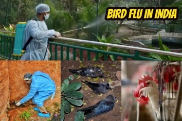 bird, bird flu news, bird flu symptoms, bird flu in delhi, bird flu latest, bird flu live updates, bird flu in kerala, bird flu in Madhya Pradesh, bird flu in rajasthan, bird flu advisory