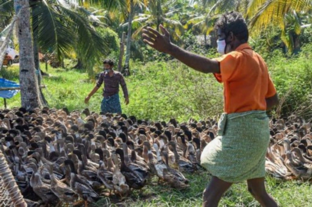 Bird flu, bird flu latest, bird flu news, avian flu, avian flu latest, bird flu outbreak, bird flu outbreak 2021, Narendra Modi, PM Modi