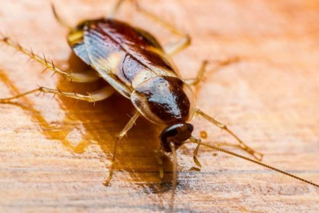 cockroaches tolerance nuclear radiation