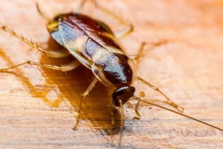 cockroaches tolerance nuclear radiation