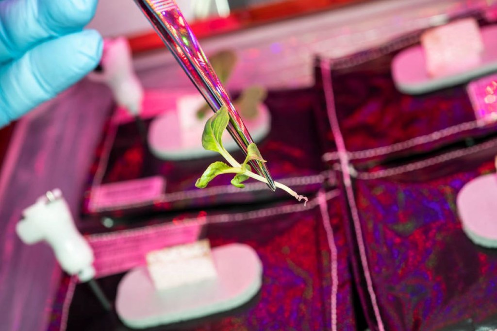 NASA ISS plant transplant in space NASA ISS plant transplant in space