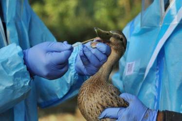 bird flu in delhi, bird flu deaths in delhi