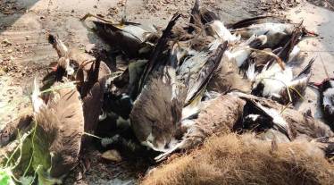 Villagers noticed that birds were falling from the trees one after the other on Monday morning.