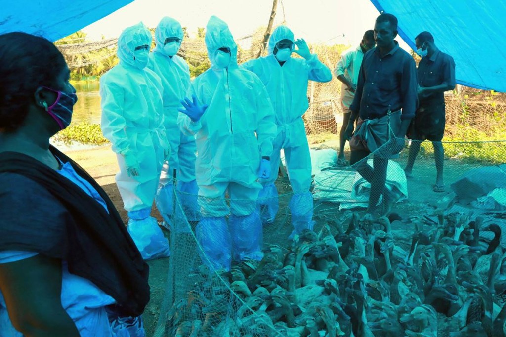 The samples of the dead remains of the animals and birds have been sent for laboratory tests after which the picture would become clearer.