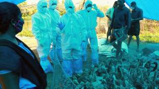 The samples of the dead remains of the animals and birds have been sent for laboratory tests after which the picture would become clearer.
