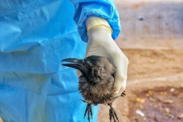 bird flu scare gurugram, gurugram measures against bird flu