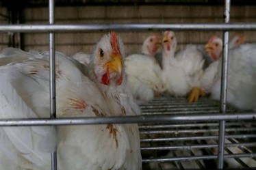 Bird flu is reported in India every year but there has not been a single report of human transmission