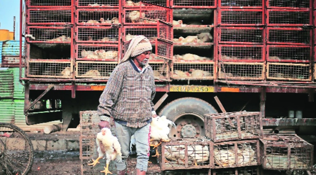 The disease has also been confirmed in poultry birds in Raisen (Gairatganj) district of Madhya Pradesh as well as Dantewada district of Chhattisgarh.