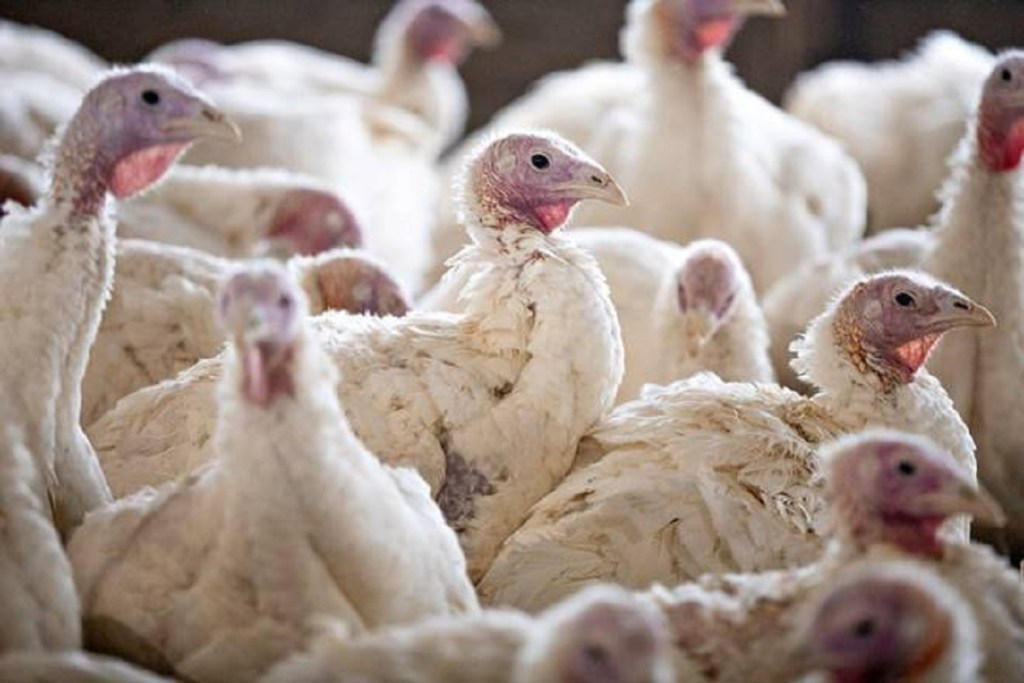 Sisodia directed the officials to keep a close watch on poultry birds coming in from neighbouring states.