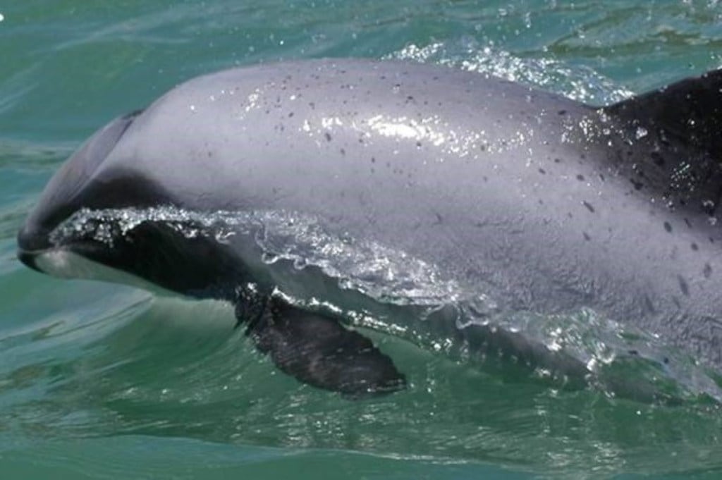 dolphins in chillika lake