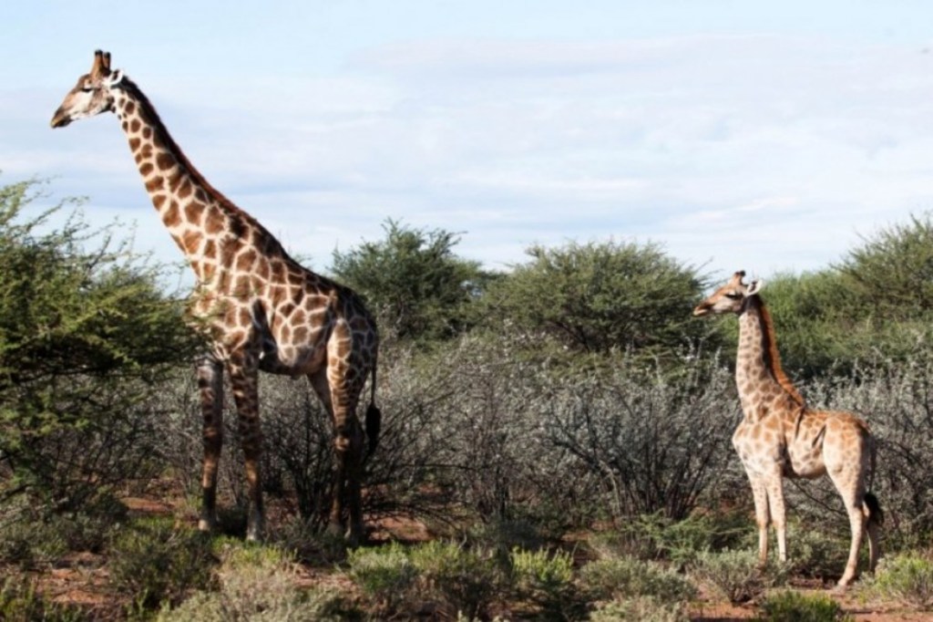 Kevadia zoo, zoo near satue of Unity, giraffe in kevadia zoo, accacia tress in kevadia zoo, giraffe grazing on acacia leaves meal, Gujarat zoo, Kevadia zoo, zoo near satue of Unity, giraffe in kevadia zoo, accacia tress in kevadia zoo, giraffe grazing on acacia leaves meal, Gujarat zoo,