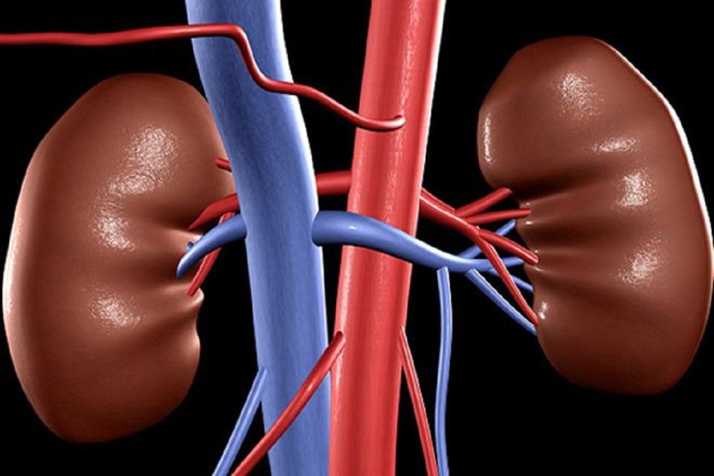 Previous studies have shown a link between the severe oral inflammation caused by gum disease and chronic kidney disease (CKD), which demonstrated that those with worse inflammation of the gums have worse kidney function.