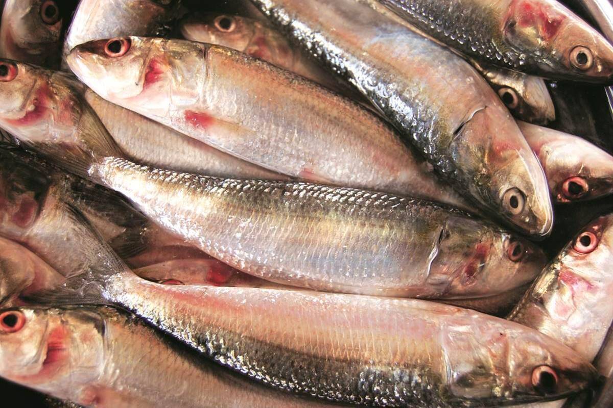 According to CMFRI, imposing a self-regulation in fishing these sardines would greatly help augmenting the revival. According to CMFRI, imposing a self-regulation in fishing these sardines would greatly help augmenting the revival.