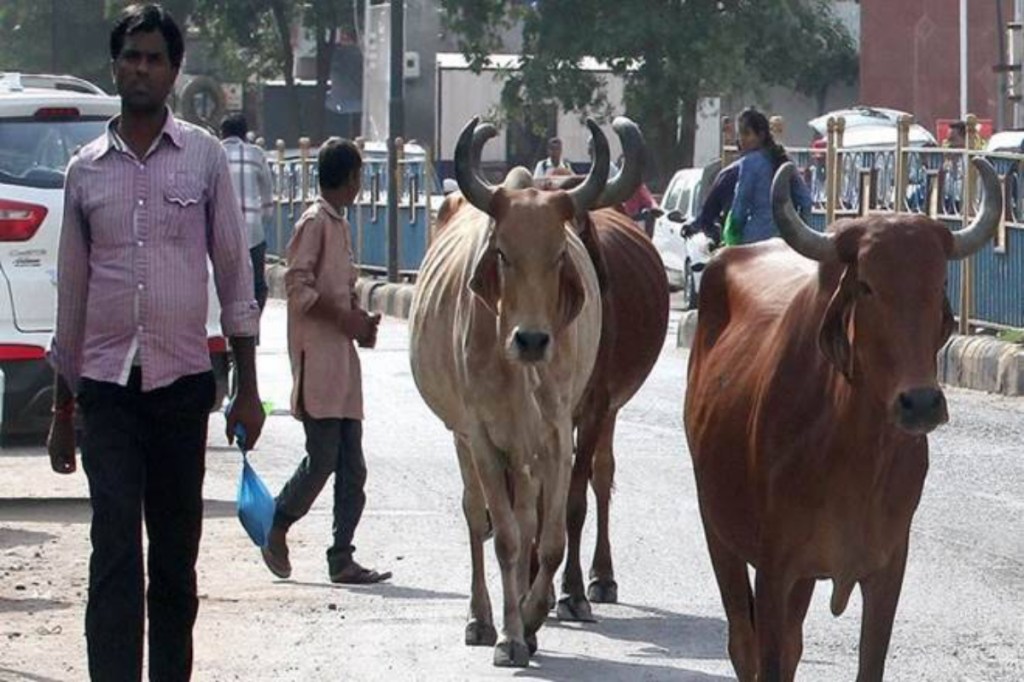 problem of strat cattle, north delhi municipal corporation, new way to tackle stray cattles. why cattles are left to stray, chip to trach cattle owner, cattle shelter capacity, illegal dairy farms in delhi, SC ruling on stray cattle, plot aloted to shit dairy farm