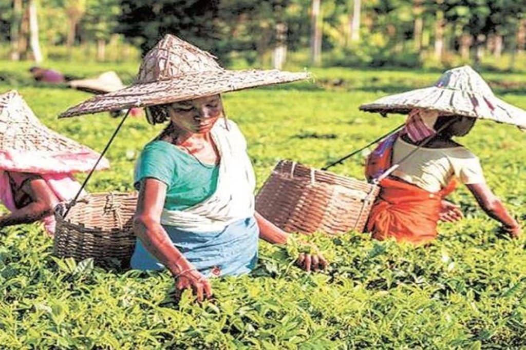 India has 1,585 tea gardens spread across 13 states with more than 12 lakh workers working on more than 6.36 lakh hectares.