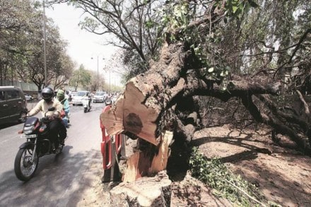 Tree transplantation policy, Manish Sisodia, Tree tranplantation Cell, transplanting trees mandatory for develooment agencies, manish sisodia, Delhi forest and environment department, delhi forest cover