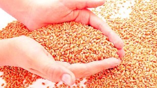 The Commission for Agricultural Costs and Prices (CACP), in its rabi 2020 report, had recommended that the open-ended procurement system be reviewed.