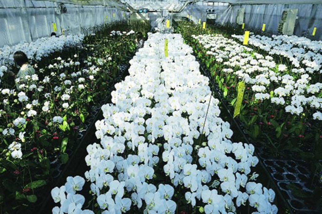 India has an estimated 2,000 acre of cut flower growing area under protected cultivation, with a daily production of 30-40 lakh stems, according to the Indian Society of Floriculture Professionals (ISFP).