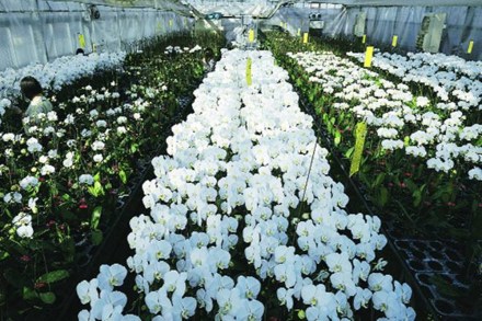 India has an estimated 2,000 acre of cut flower growing area under protected cultivation, with a daily production of 30-40 lakh stems, according to the Indian Society of Floriculture Professionals (ISFP). India has an estimated 2,000 acre of cut flower growing area under protected cultivation, with a daily production of 30-40 lakh stems, according to the Indian Society of Floriculture Professionals (ISFP).