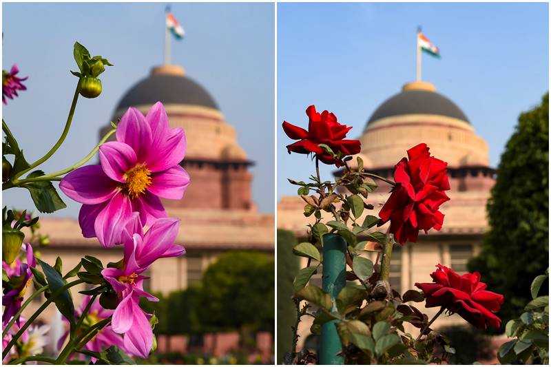 Mughal Gardens, Mughal Garden delhi, Mughal Garden opening date, Mughal Garden 2021, Mughal Garden ticket price, Mughal Gardens timing