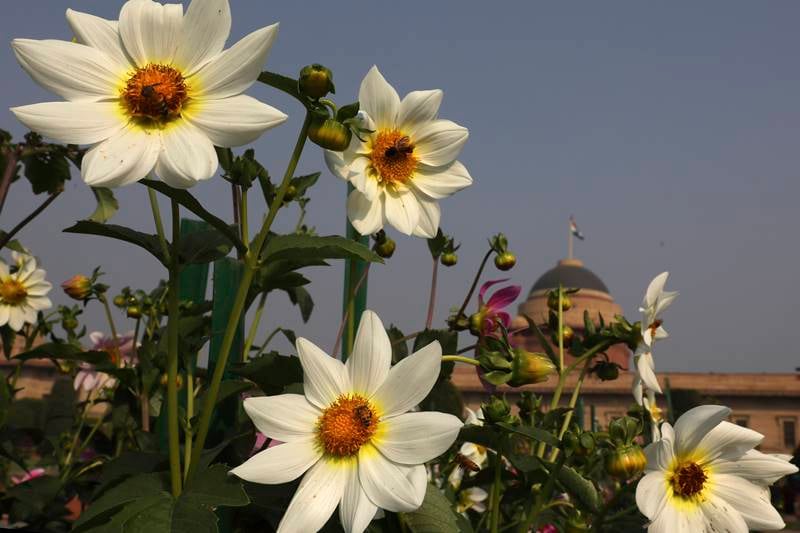 Mughal Gardens, Mughal Garden delhi, Mughal Garden opening date, Mughal Garden 2021, Mughal Garden ticket price, Mughal Gardens timing