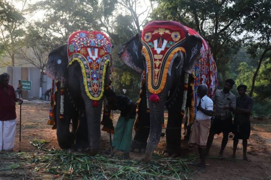 elephant retreat Tamil Nadu
