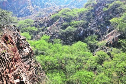 Five of the species found in the area are there on the nationally endangered raptor species list including Egyptian vulture and king vulture. (Credit: The Indian Express)