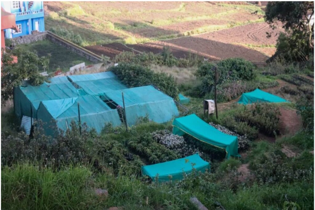 ooty based ecologist, Godwin Vasanth, growing grasslands in nursery,