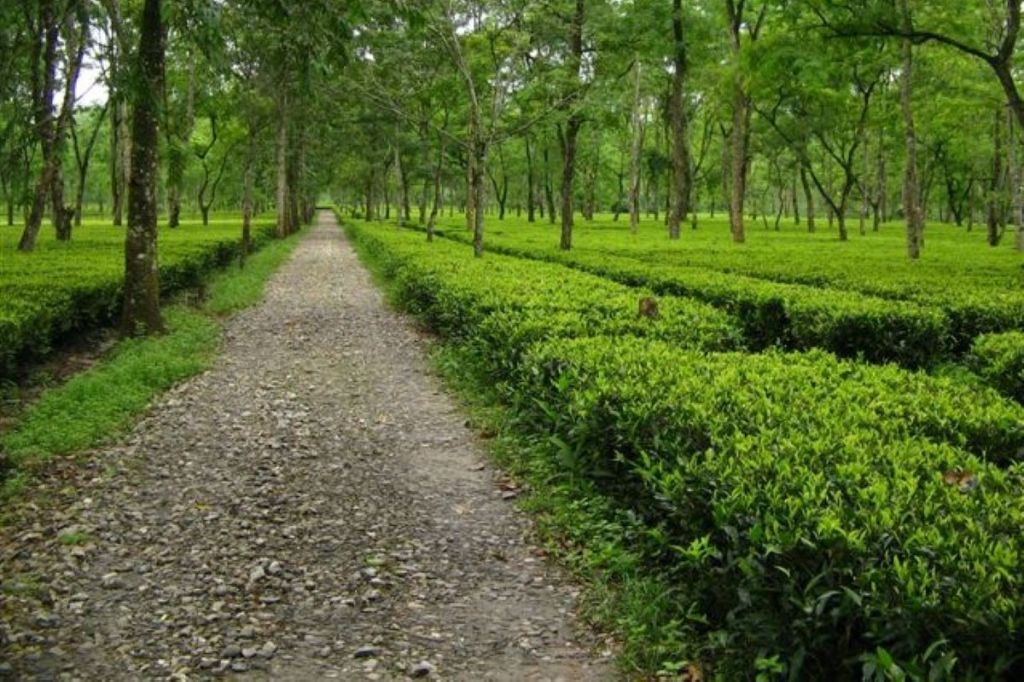 Here’s what is special about the tea which comes from Assam and West Bengal! (Image: Tea Board of India)