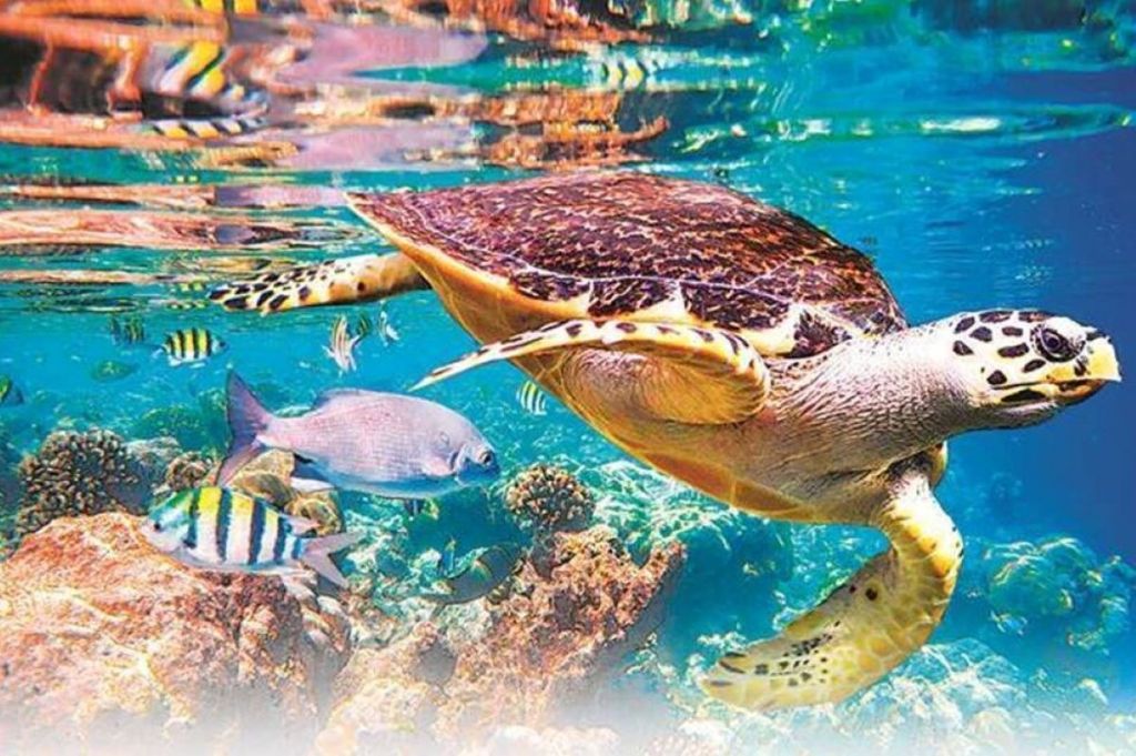 deep ocean mission, marine biodiversity