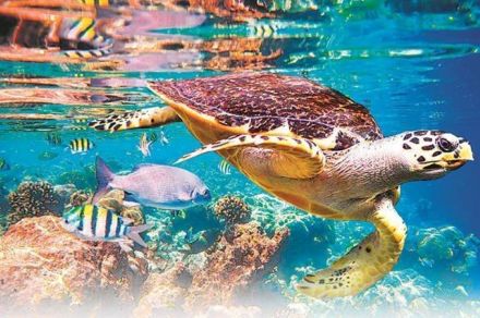 deep ocean mission, marine biodiversity