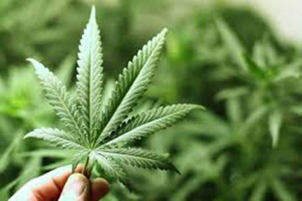 Betting on Biden? Reddit fuels fresh surge in cannabis stocks