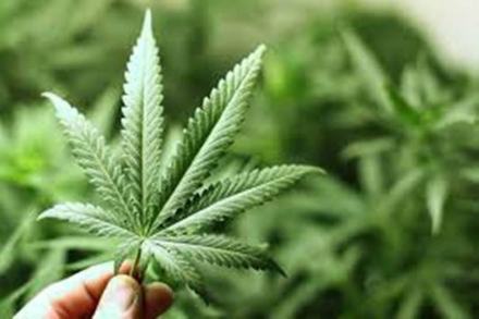 Betting on Biden? Reddit fuels fresh surge in cannabis stocks