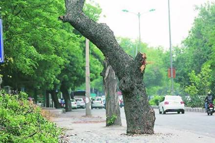 tree cutting, environment