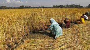 The government’s procurement operations result in private procurement on or above the MSP for various notified crops, he added.