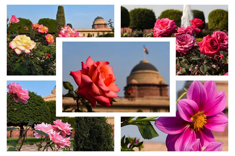 Mughal Gardens, Mughal Garden delhi, Mughal Garden opening date, Mughal Garden 2021, Mughal Garden ticket price, Mughal Gardens timing