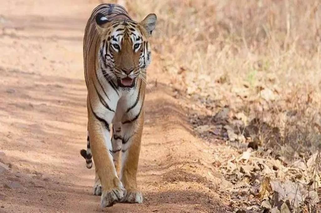 indian tigers