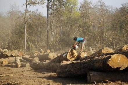 SC on tree SC on tree