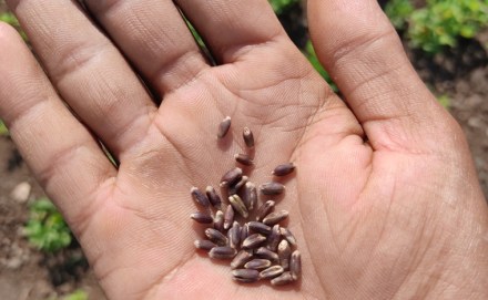 The bank had taken approval of the board on January 22 for raising the capital. The bank had taken approval of the board on January 22 for raising the capital.