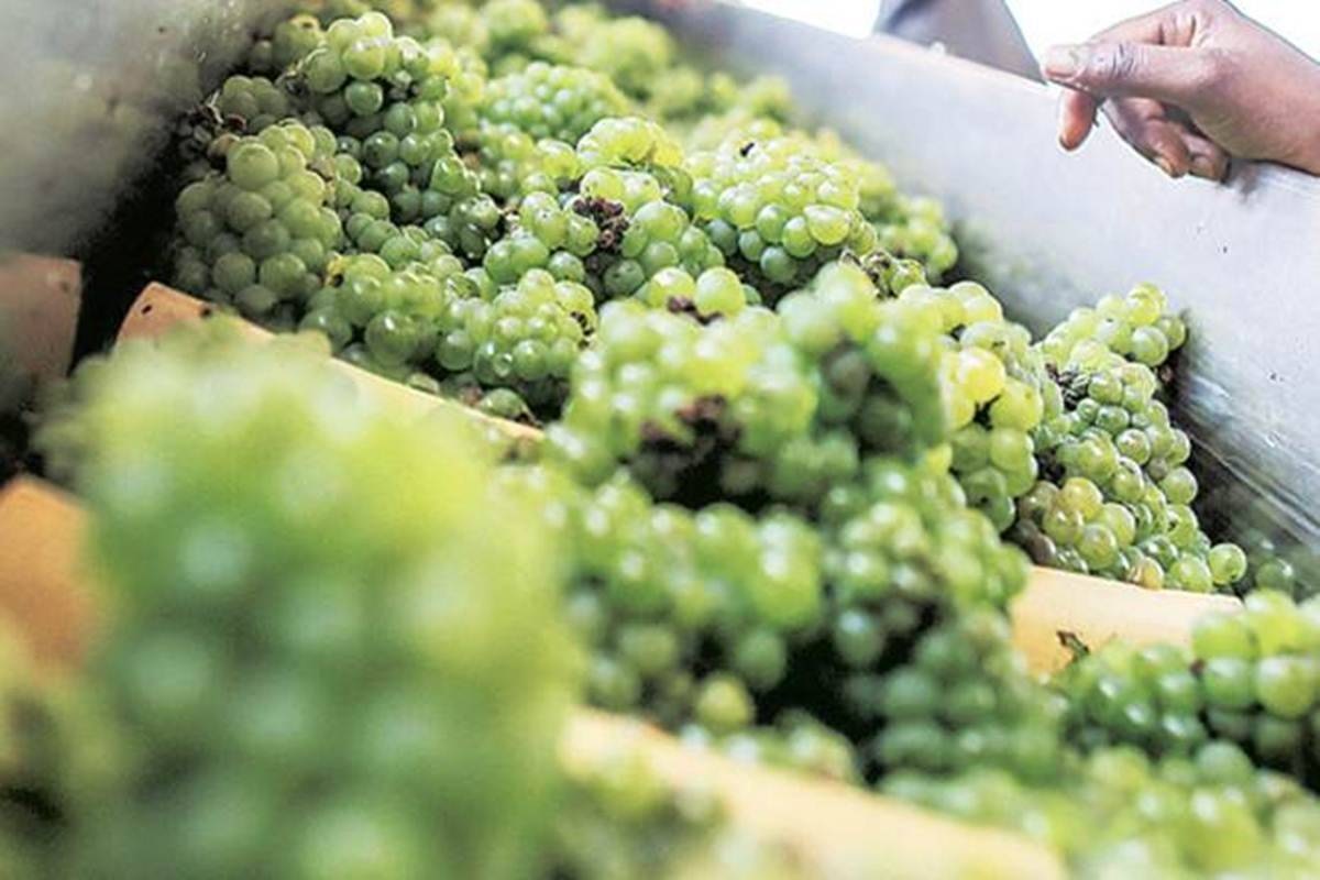 Vilas Shinde, chairman, Sahayadri Farmers Producer Company, said a major collective of 1,500 farmers in Nashik pointed out that the harvest was delayed by 15-20 days as the pruning of the vineyards was delayed. Vilas Shinde, chairman, Sahayadri Farmers Producer Company, said a major collective of 1,500 farmers in Nashik pointed out that the harvest was delayed by 15-20 days as the pruning of the vineyards was delayed.