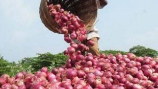 Prices were around Rs 4,000 per quintal just a week ago, Suvarna Jagtap, chairperson, Lasalgaon Agriculture Produce Market Committee, said.