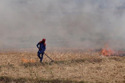 The impact of crop burning on public health has been well documented. (File image)