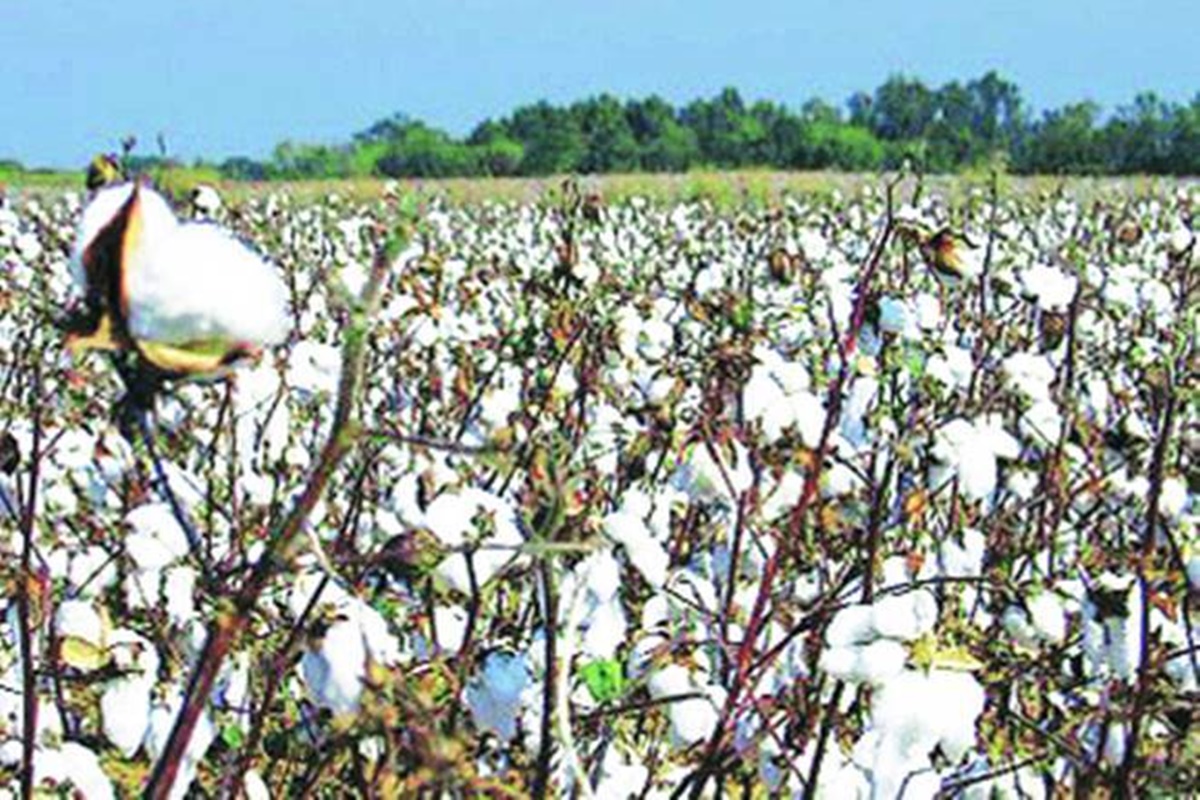 Trade sources pointed out that some new local seed variety is being preferred in Gujarat since it gives 30-40% excess lint. Trade sources pointed out that some new local seed variety is being preferred in Gujarat since it gives 30-40% excess lint.