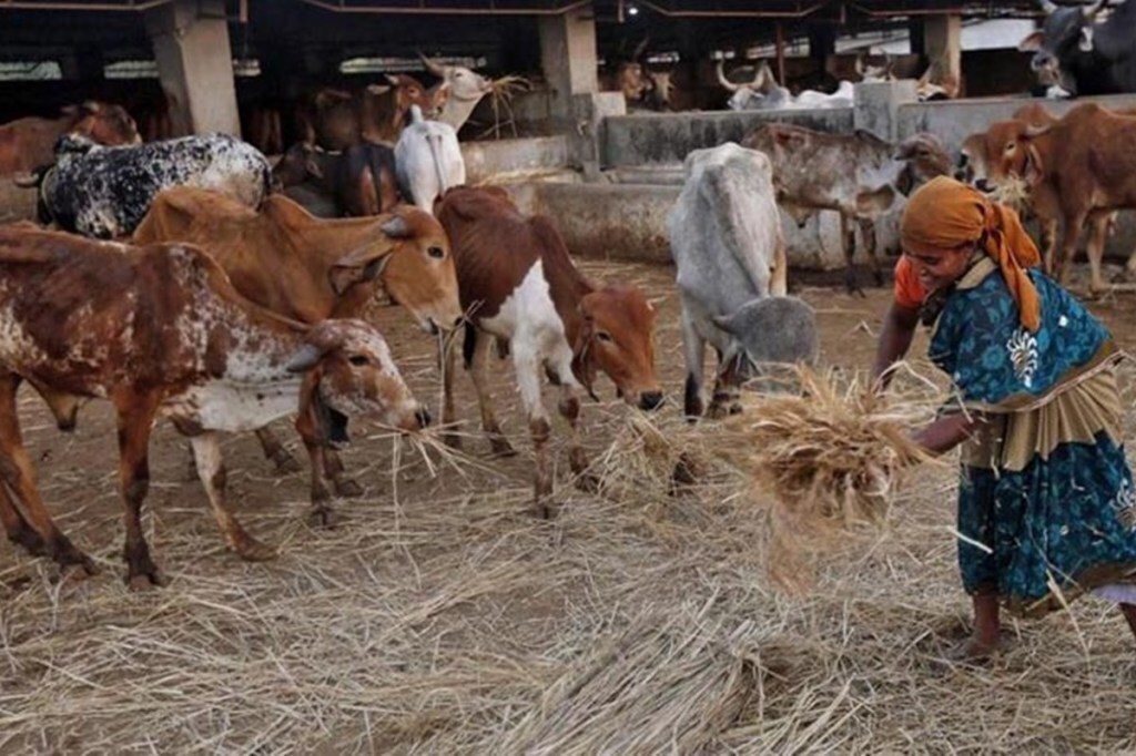 Cow shelter Rajasthan