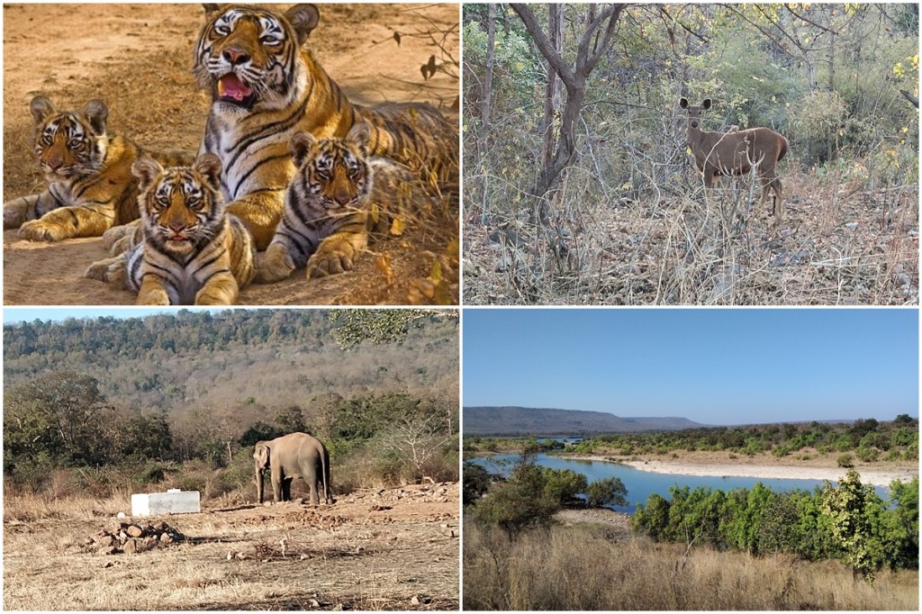 Panna Tiger Reserve, Panna National Park, Tiger, Leopard, white ghost tree, Ken ghariyal sanctuary, ken river, vultures