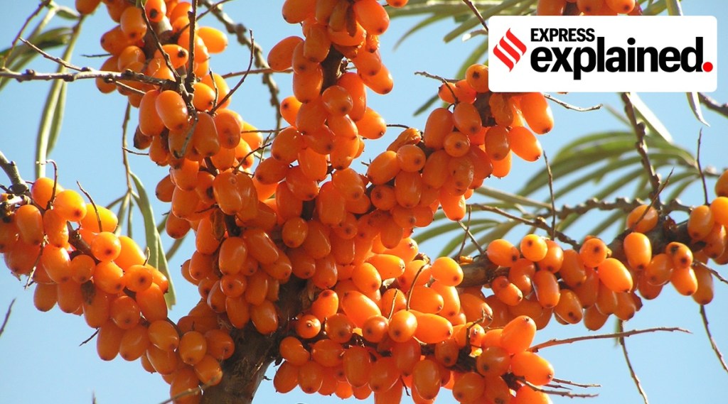 The plant also has commercial value and is utilised for production of jams, juices, as well as nutritional capsules. Image: IE