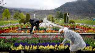 Tulip Garden all set to reopen in Srinagar